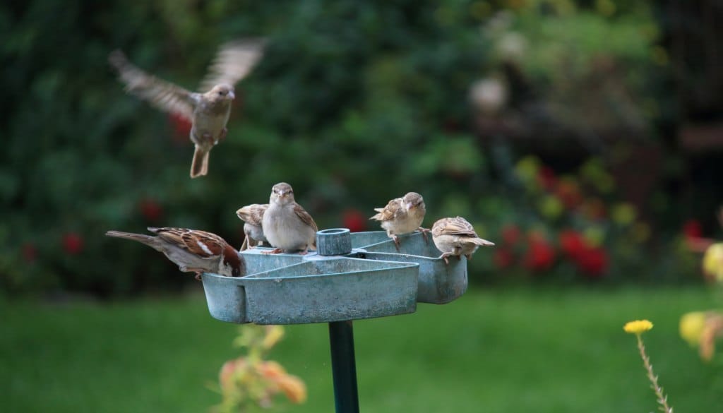 Mehrere kleine Gartenvögel sitzen und landen an einer erhöhten Vogeltränke im Garten - vogelfreundlicher Garten